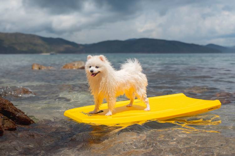 are dogs allowed on beaches in texas