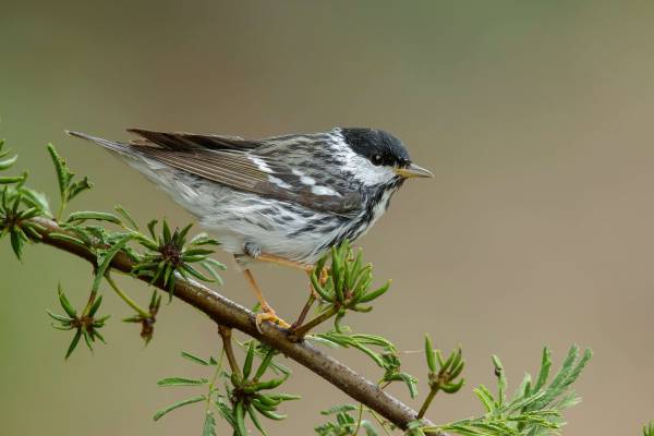 Birdwatching is one of the Best Things To Do In Galveston.